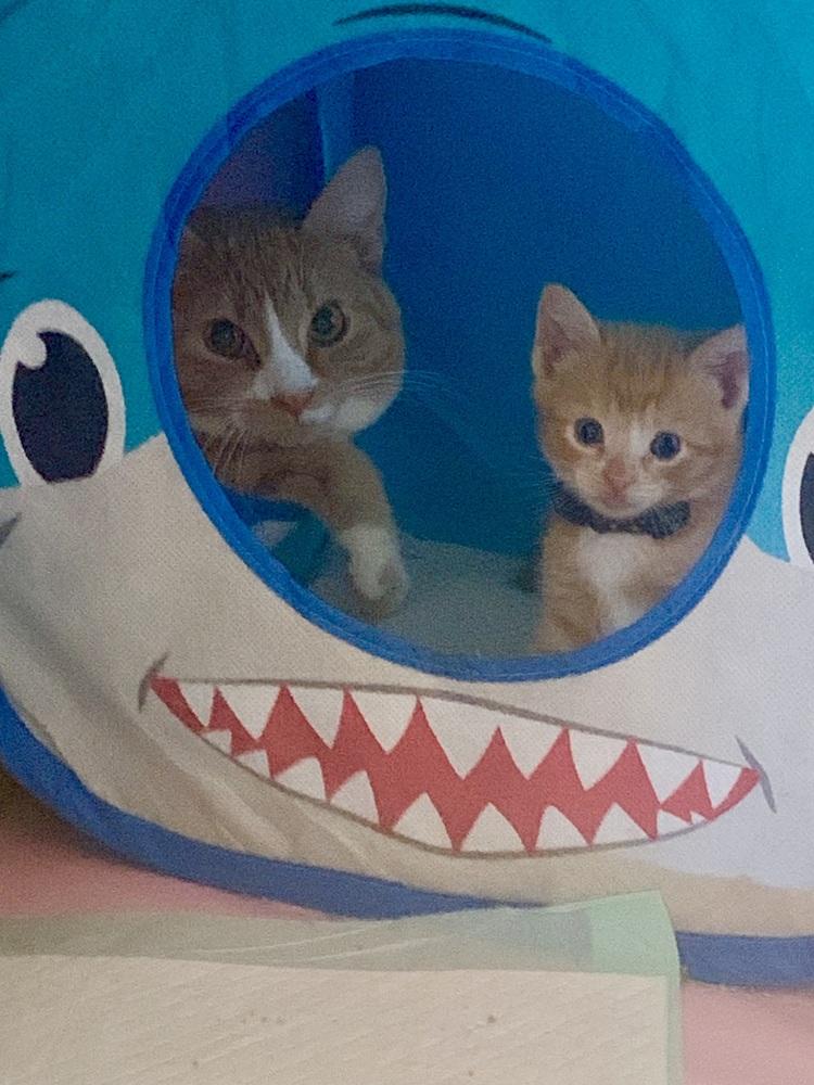 Ginger, a Adoptable Domestic Short Hair image 4/4