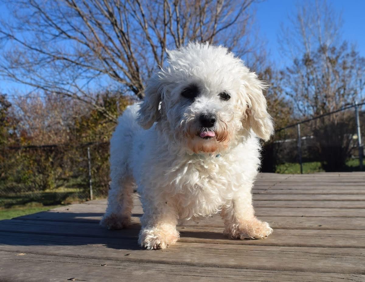 Elizabeth, a Adoptable mixed breed in Tomah, WI image 1/6