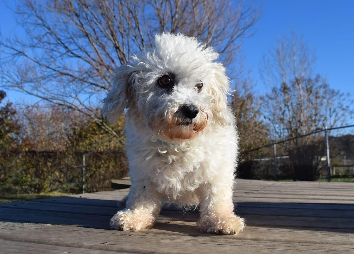 Elizabeth, a Adoptable mixed breed in Tomah, WI image 3/6