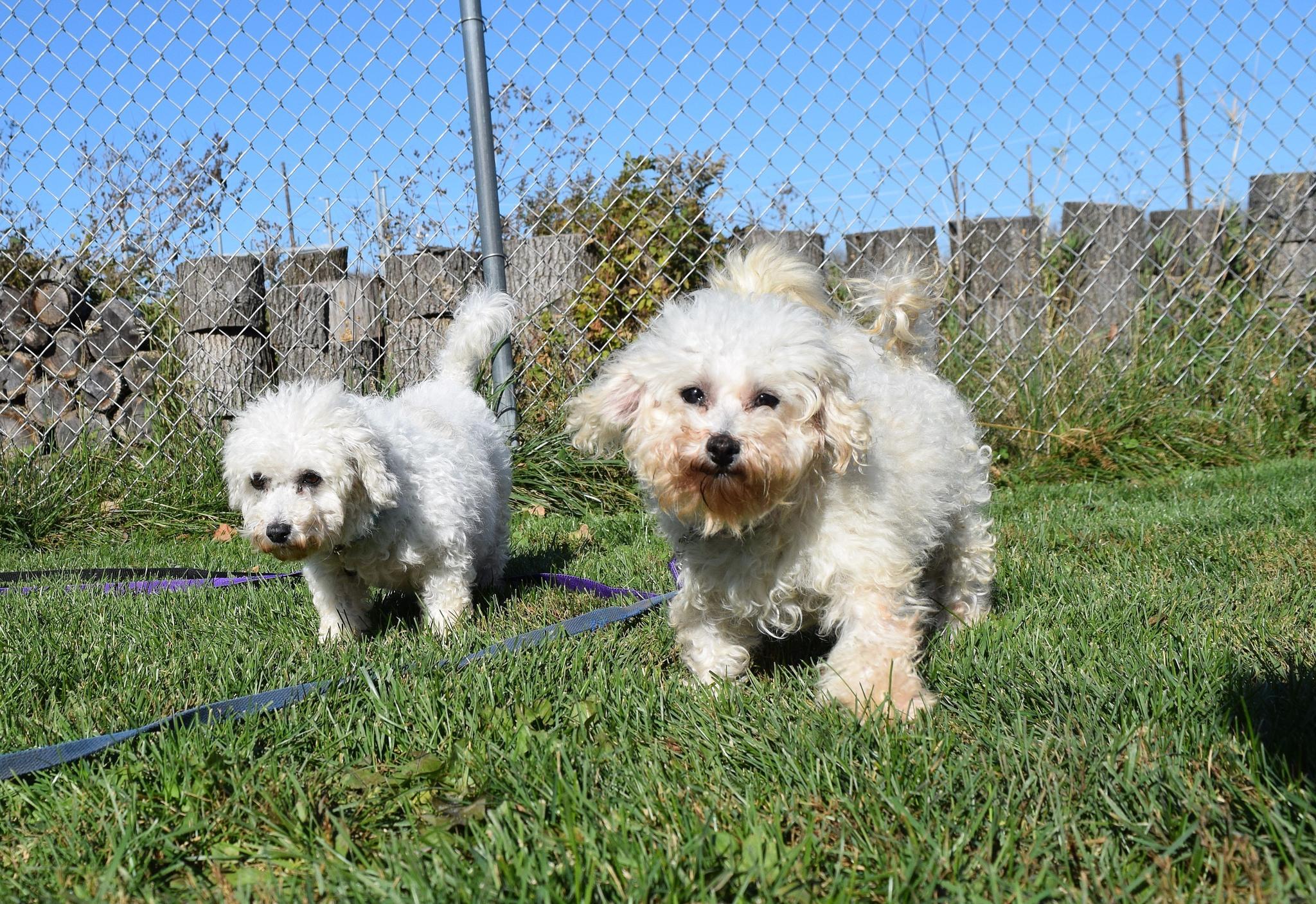 Elizabeth, a Adoptable mixed breed in Tomah, WI image 6/6