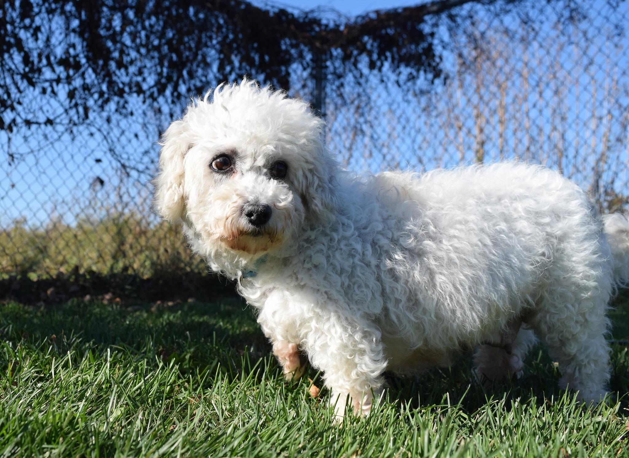 Elizabeth, a Adoptable mixed breed in Tomah, WI image 4/6