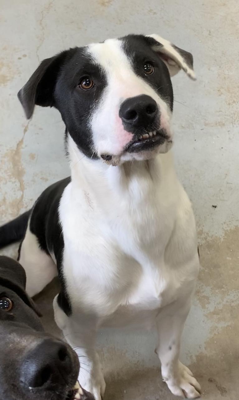 Enlarge Spot, a Adoptable mixed breed in Mineola, TX image 1/1