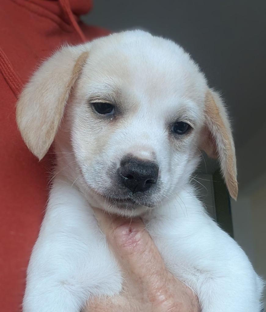 Doodlebob thumbnail 2