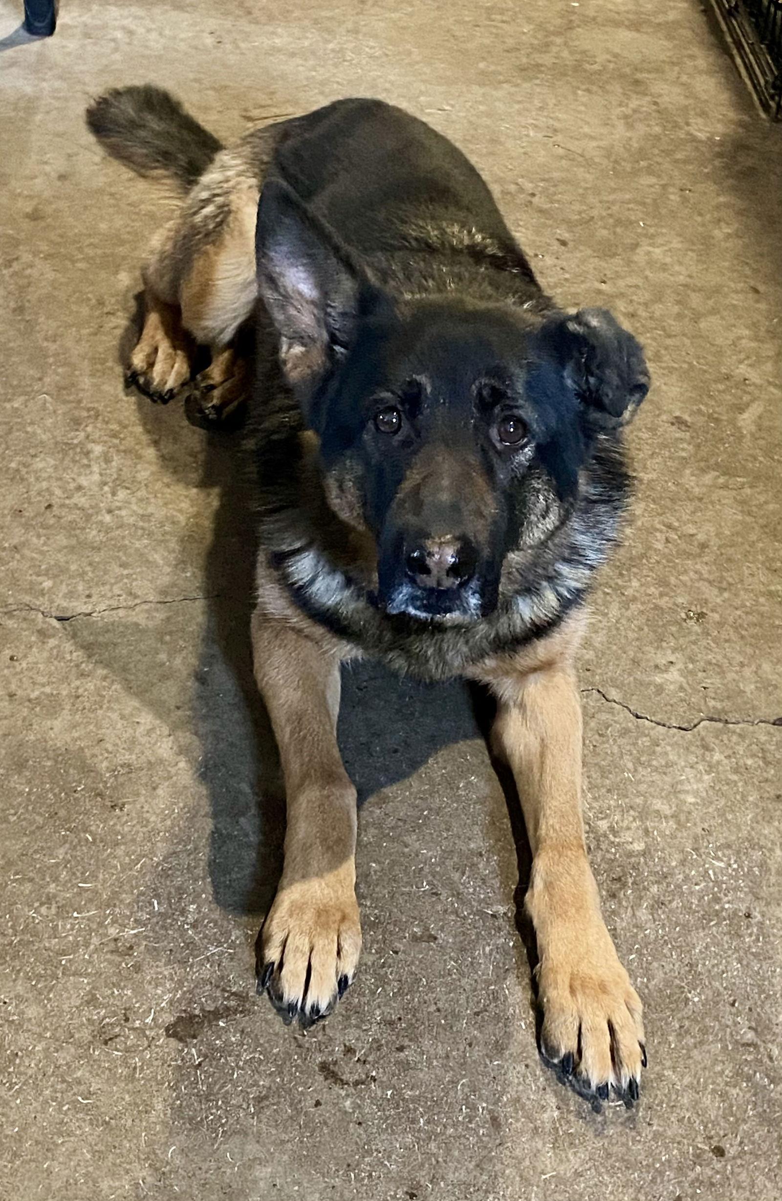 Koda, Adoptable, Adult Female German Shepherd Dog.