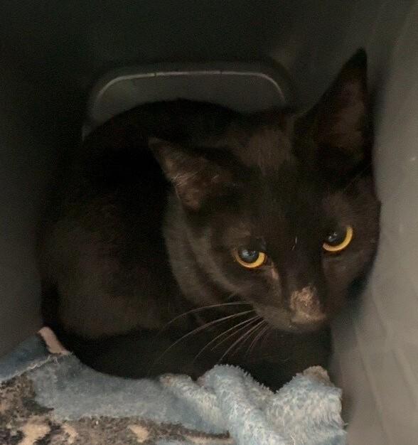 Paisley, Adoptable, Adult Female Domestic Short Hair.