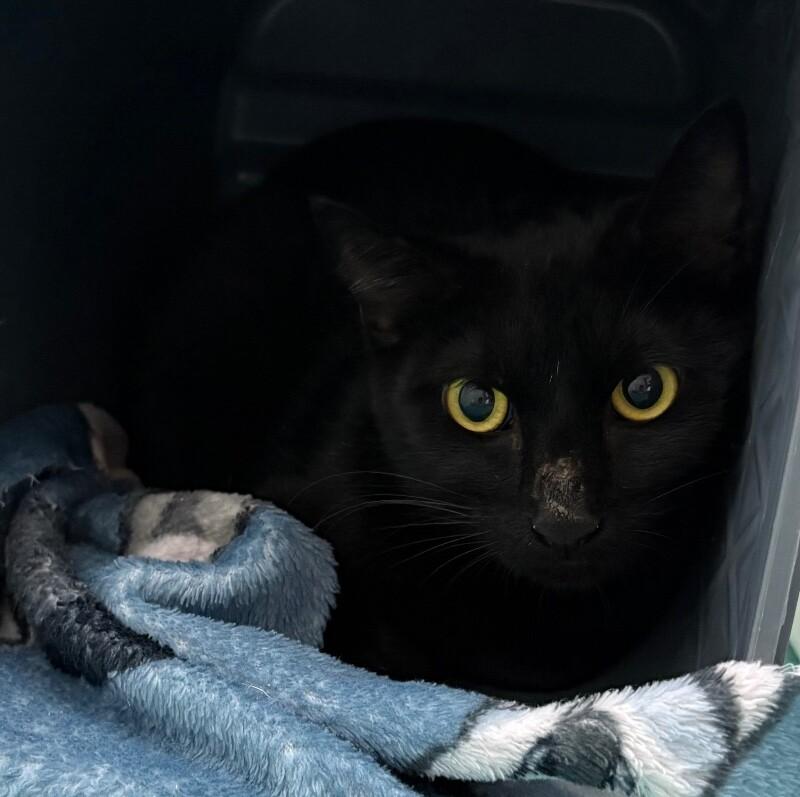 Paisley, a Adoptable Domestic Short Hair in Katy, TX image 2/2