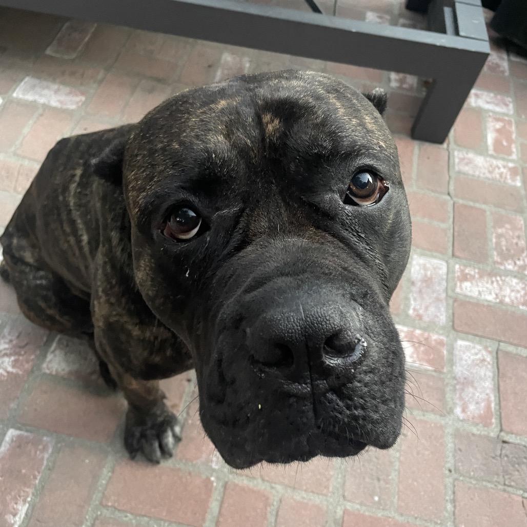 Nino, Adoptable, Adult Male Cane Corso.