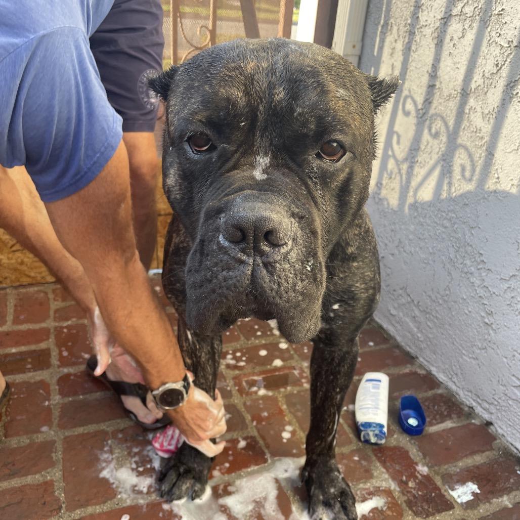 Enlarge Nino, a Adoptable Cane Corso in Los Angeles, CA image 2/4