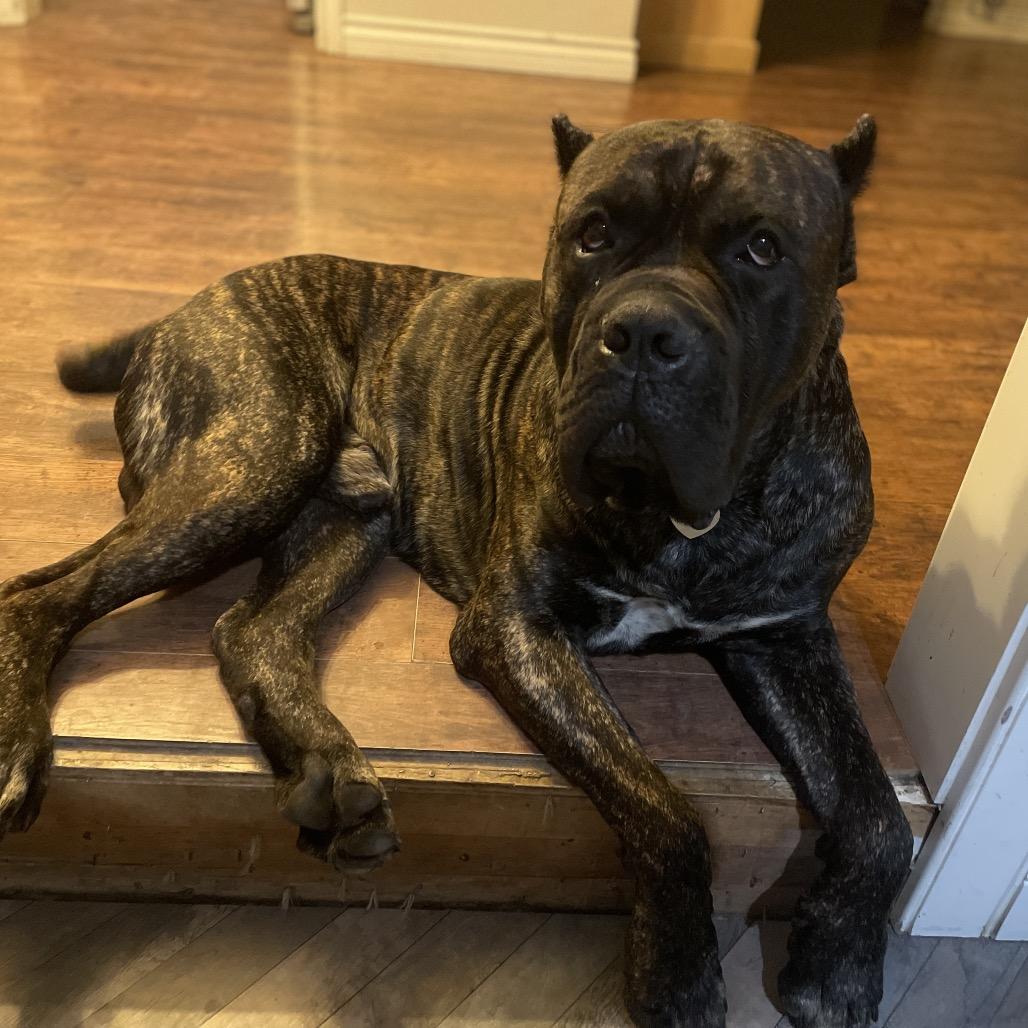 Enlarge Nino, a Adoptable Cane Corso in Los Angeles, CA image 3/4
