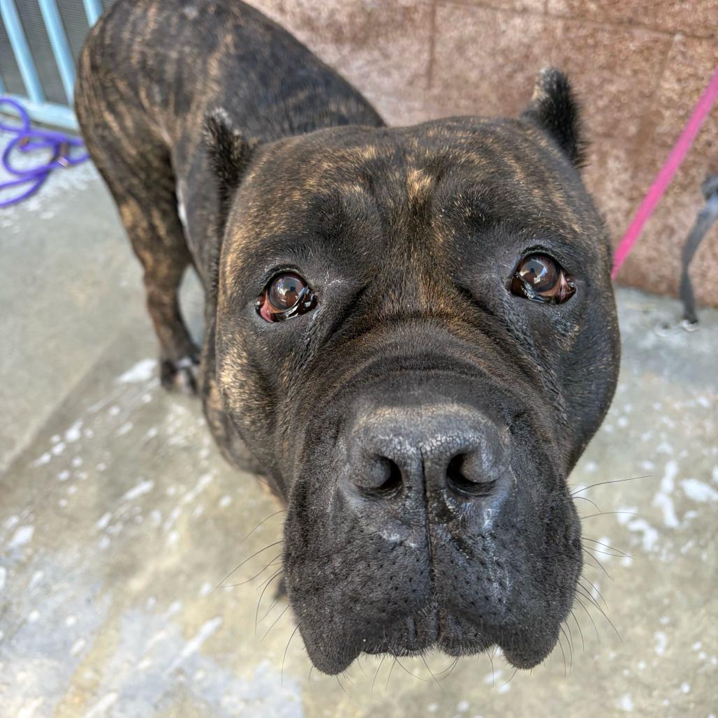 Enlarge Nino, a Adoptable Cane Corso in Los Angeles, CA image 4/4