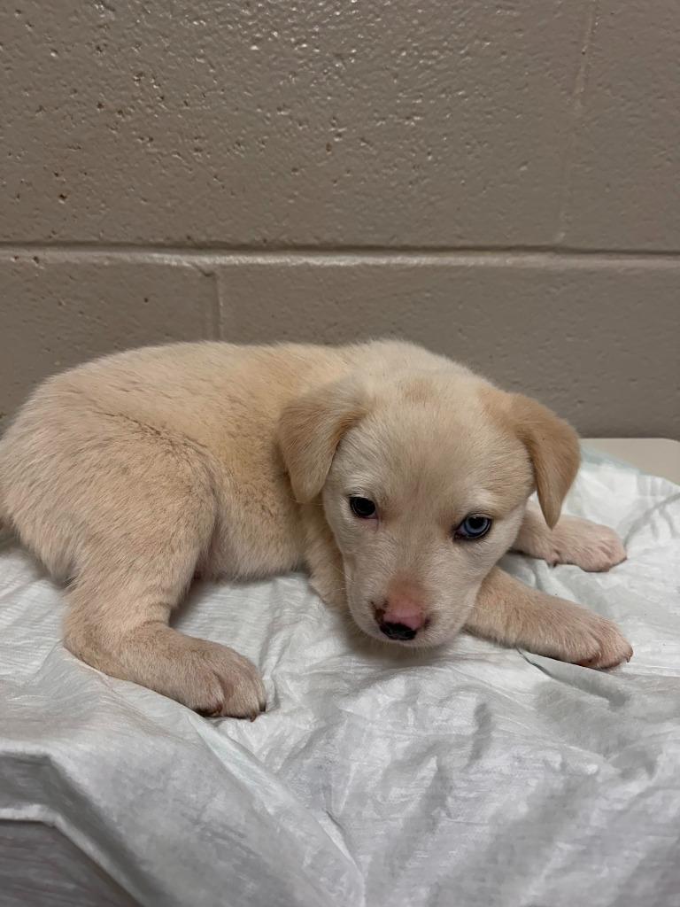 Patrick, Adoptable, Puppy Male Labrador Retriever.