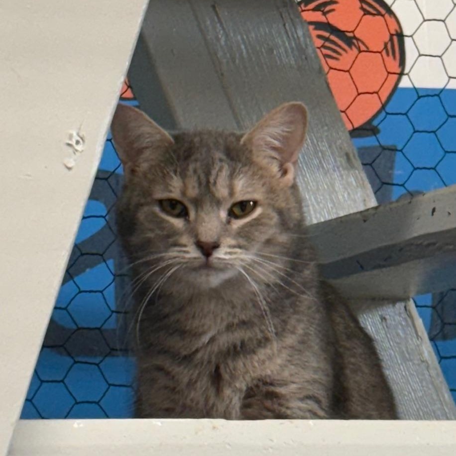 Tulip, Adoptable, Adult Female Domestic Short Hair.