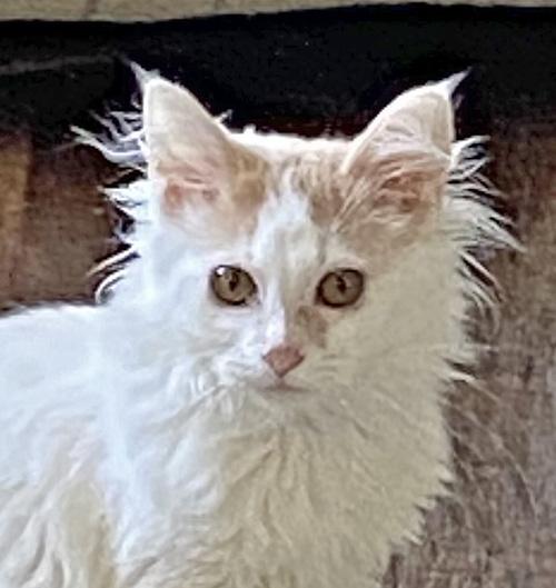 CC, a Adoptable Domestic Long Hair in Amery, WI image 1/3