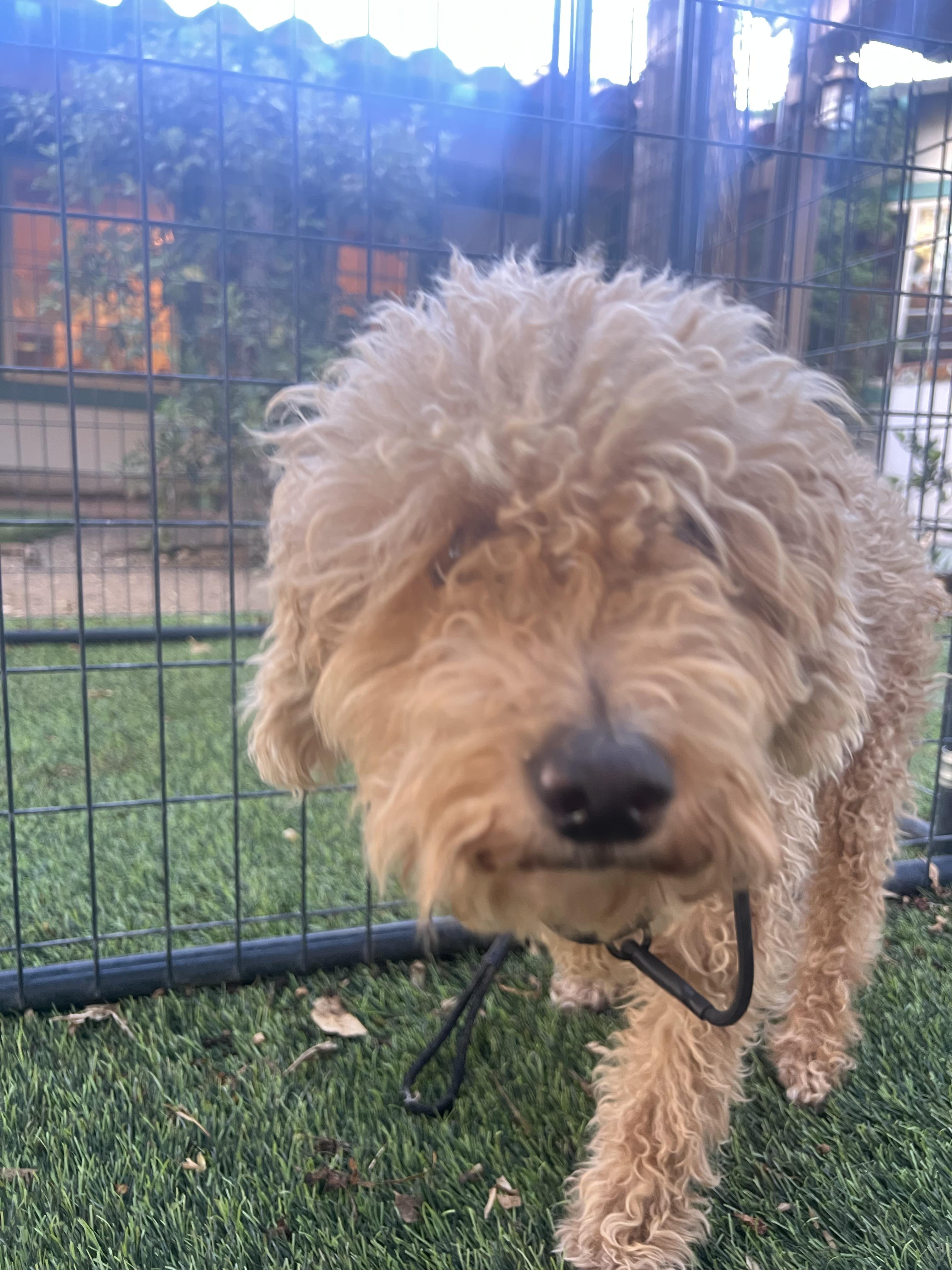 Enlarge Gregory, a Adopted Miniature Poodle in West Hollywood, CA image 1/1