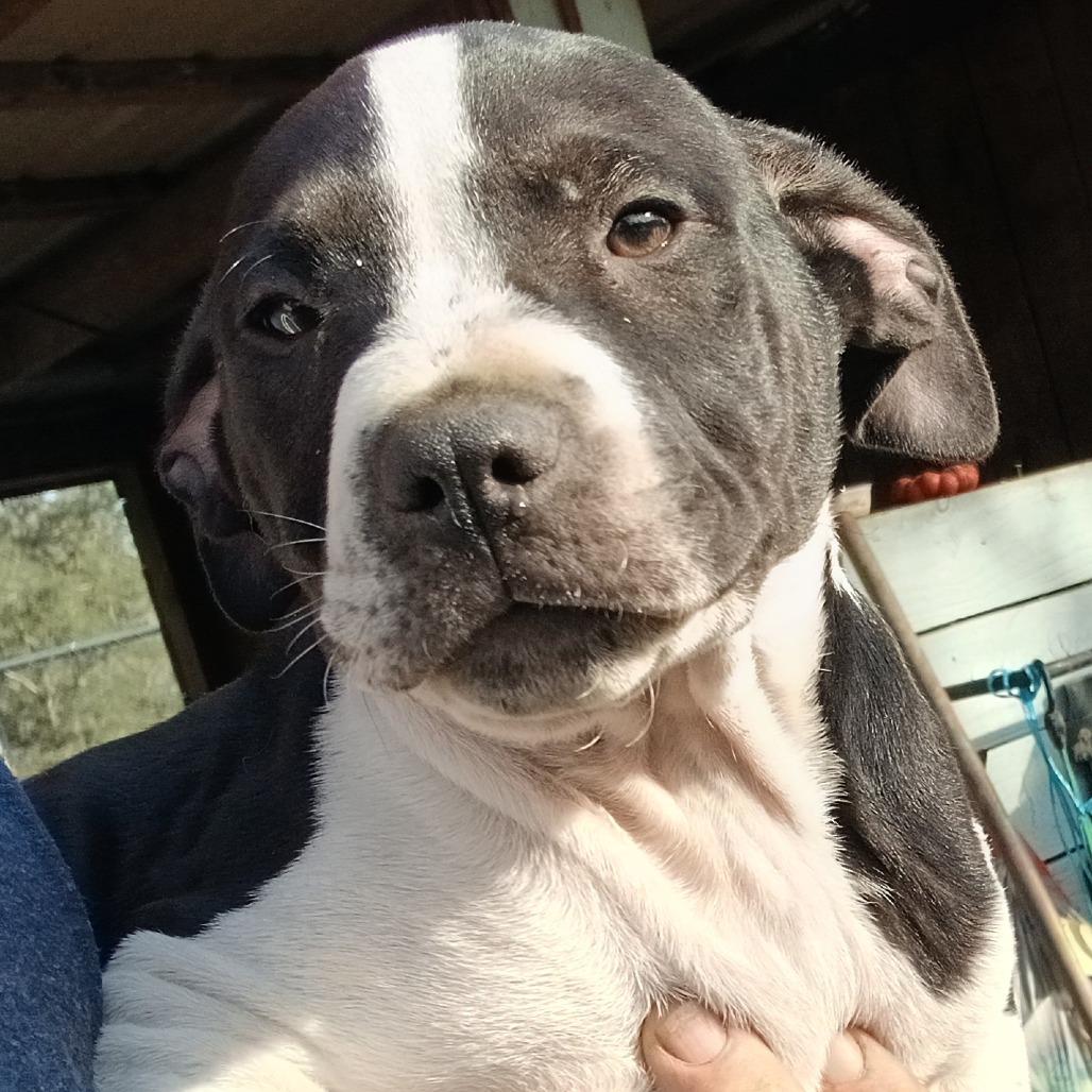 Enlarge Bane, a Adoptable Mixed Breed in Williston, FL image 1/6