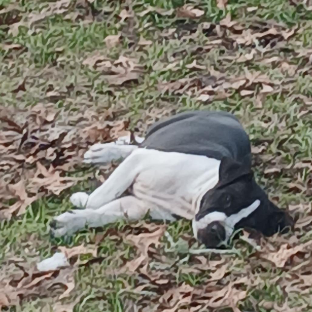 Enlarge Bane, a Adoptable Mixed Breed in Williston, FL image 3/6
