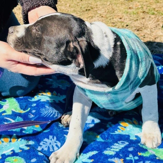 Enlarge Bane, a Adoptable Mixed Breed in Williston, FL image 5/6