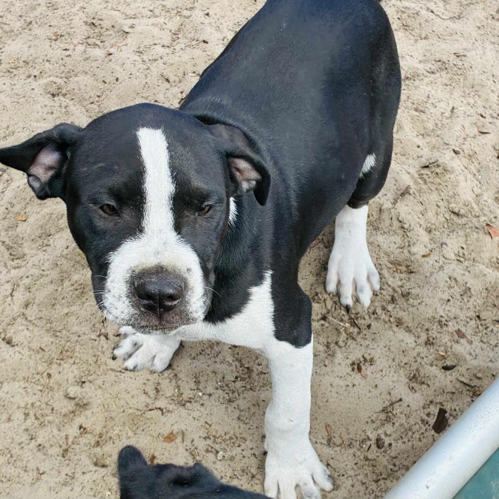 Enlarge Bane, a Adoptable Mixed Breed in Williston, FL image 6/6