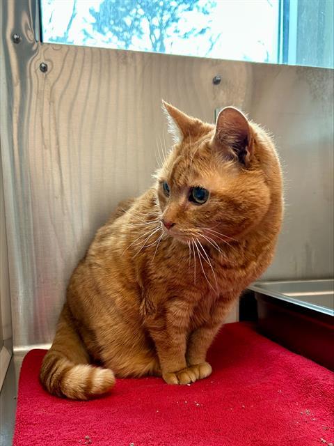 Enlarge BISCUIT, a Adoptable Domestic Short Hair in Centerville, MA image 1/1