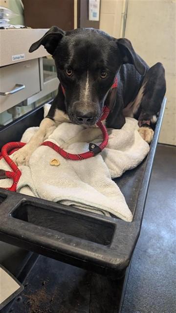 LITTLES, Adoptable, Adult Male Pit Bull Terrier & Mixed Breed.