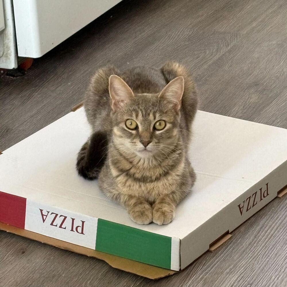 Enlarge Posie, a Adoptable mixed breed in Milltown, NJ image 2/4