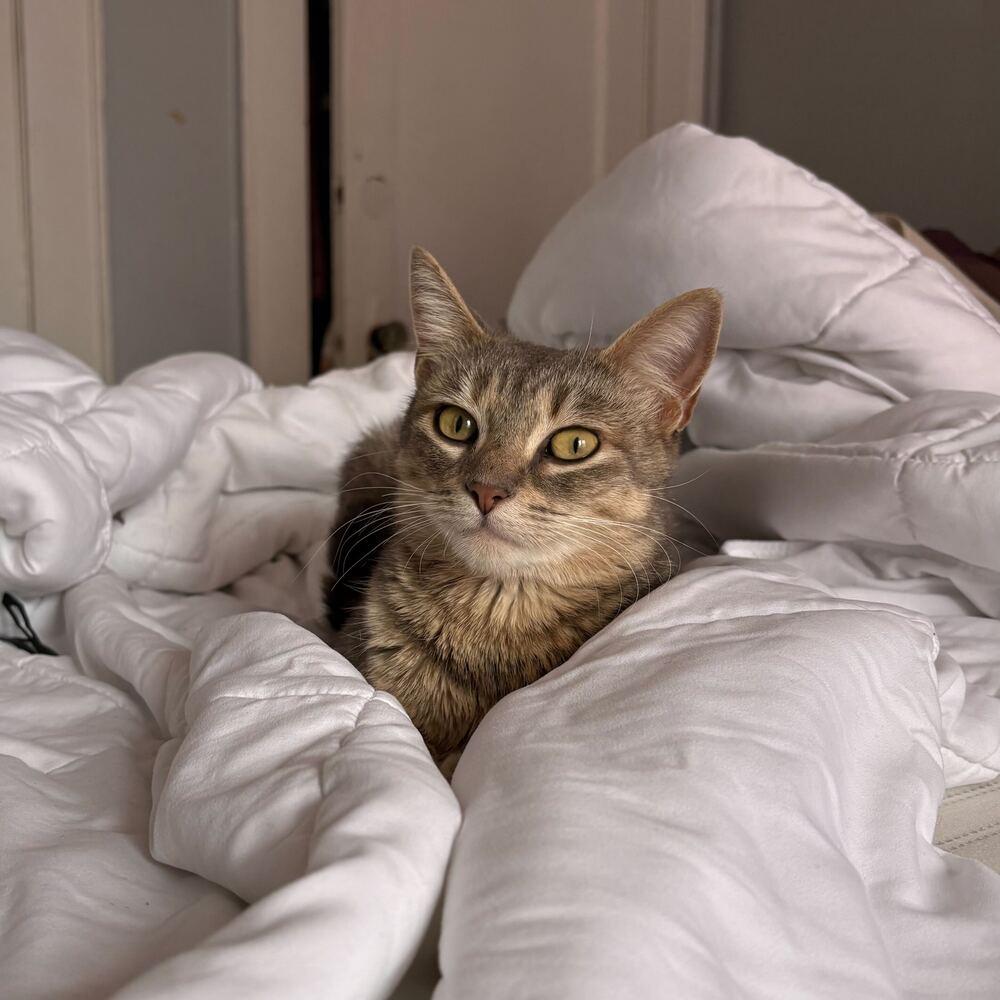 Enlarge Posie, a Adoptable mixed breed in Milltown, NJ image 3/4