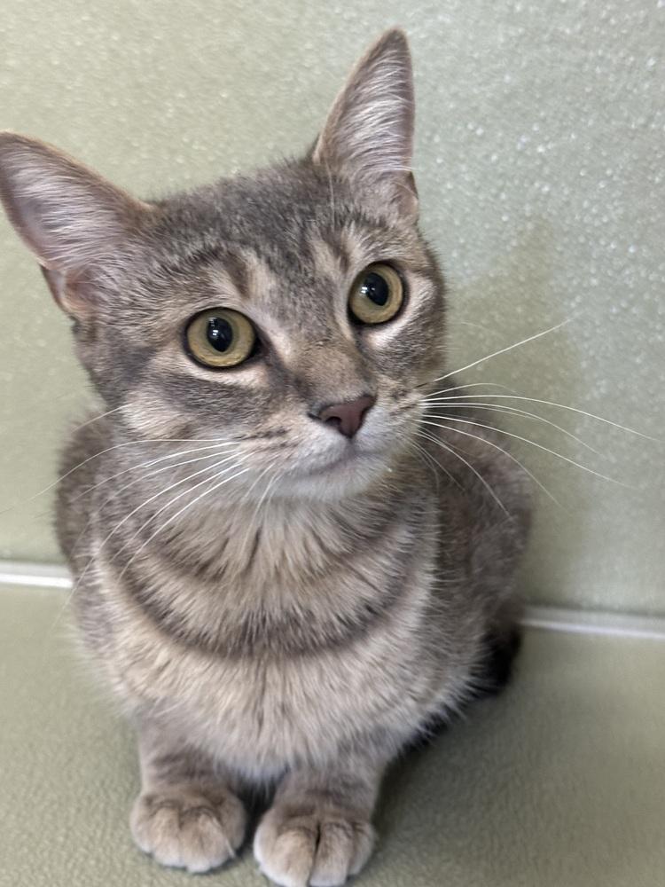 Enlarge Posie, a Adoptable mixed breed in Milltown, NJ image 4/4