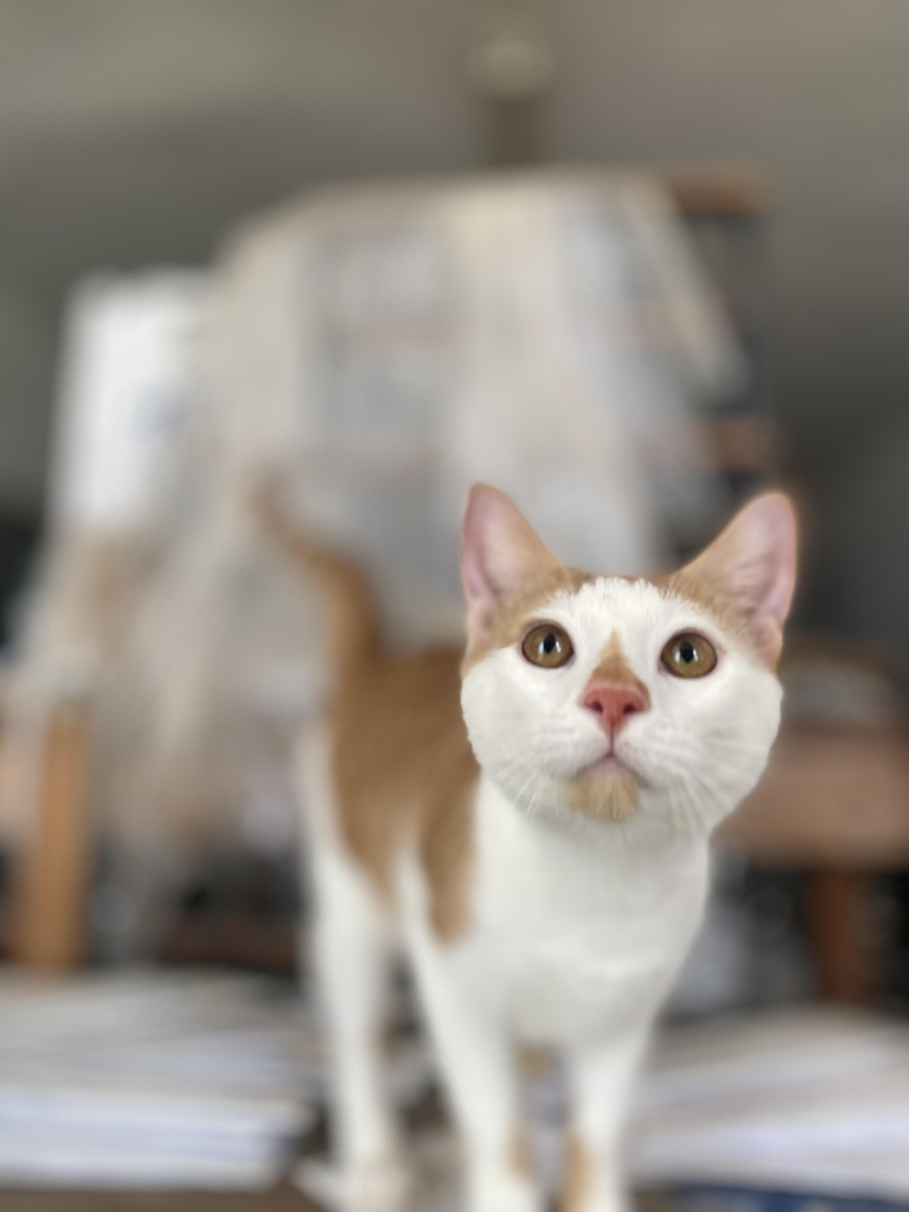 Gus, ADOPTABLE, Young Male Dilute Calico.