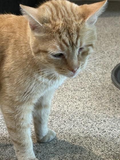 Enlarge Willie, a ADOPTABLE Domestic Short Hair in Hamilton, MT image 4/6