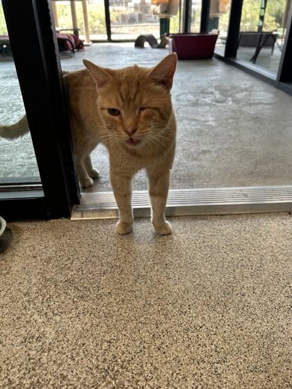 Enlarge Willie, a ADOPTABLE Domestic Short Hair in Hamilton, MT image 6/6