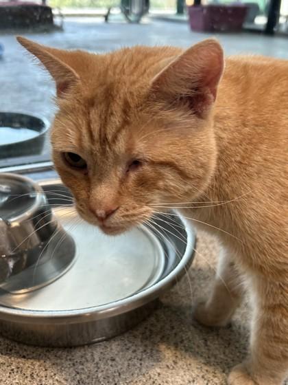 Enlarge Willie, a ADOPTABLE Domestic Short Hair in Hamilton, MT image 5/6