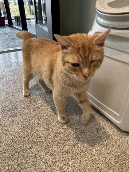 Enlarge Willie, a ADOPTABLE Domestic Short Hair in Hamilton, MT image 3/6