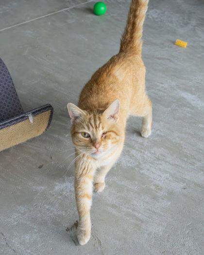 Willie, ADOPTABLE, Adult Male Domestic Short Hair.