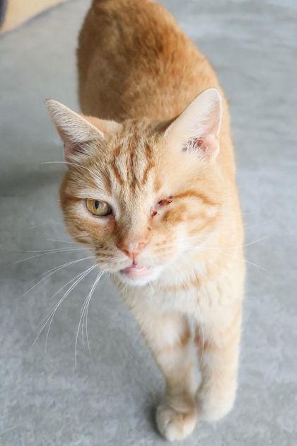 Enlarge Willie, a ADOPTABLE Domestic Short Hair in Hamilton, MT image 2/6