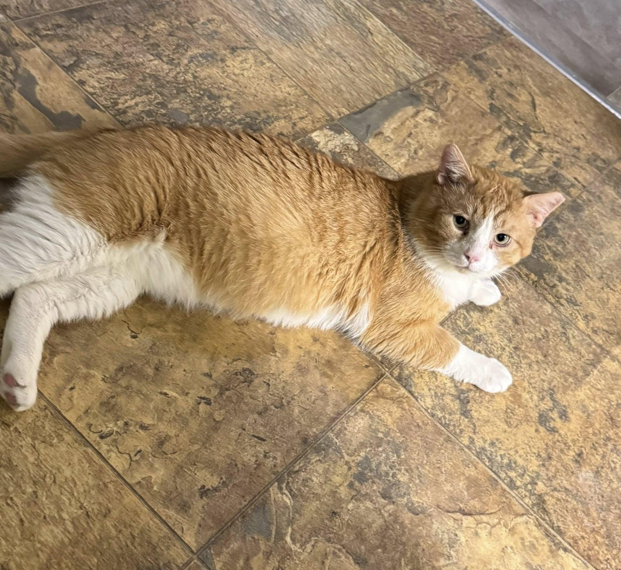 Ranger, ADOPTABLE, Adult Male Domestic Short Hair.