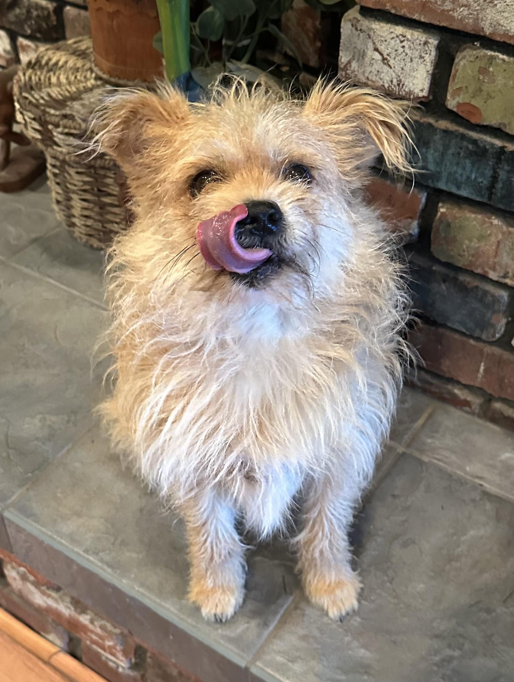 Enlarge Milo, a Adopted mixed breed in Pacific Palisades, CA image 1/3