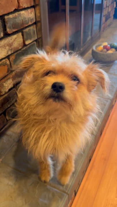 Enlarge Milo, a Adopted mixed breed in Pacific Palisades, CA video 2/3