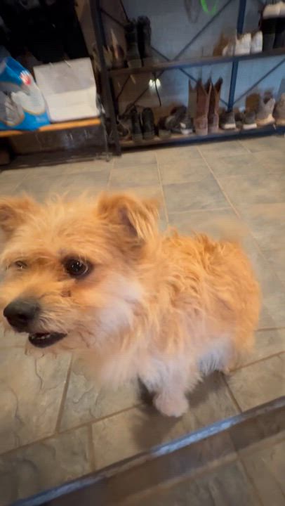 Enlarge Milo, a Adopted mixed breed in Pacific Palisades, CA video 3/3