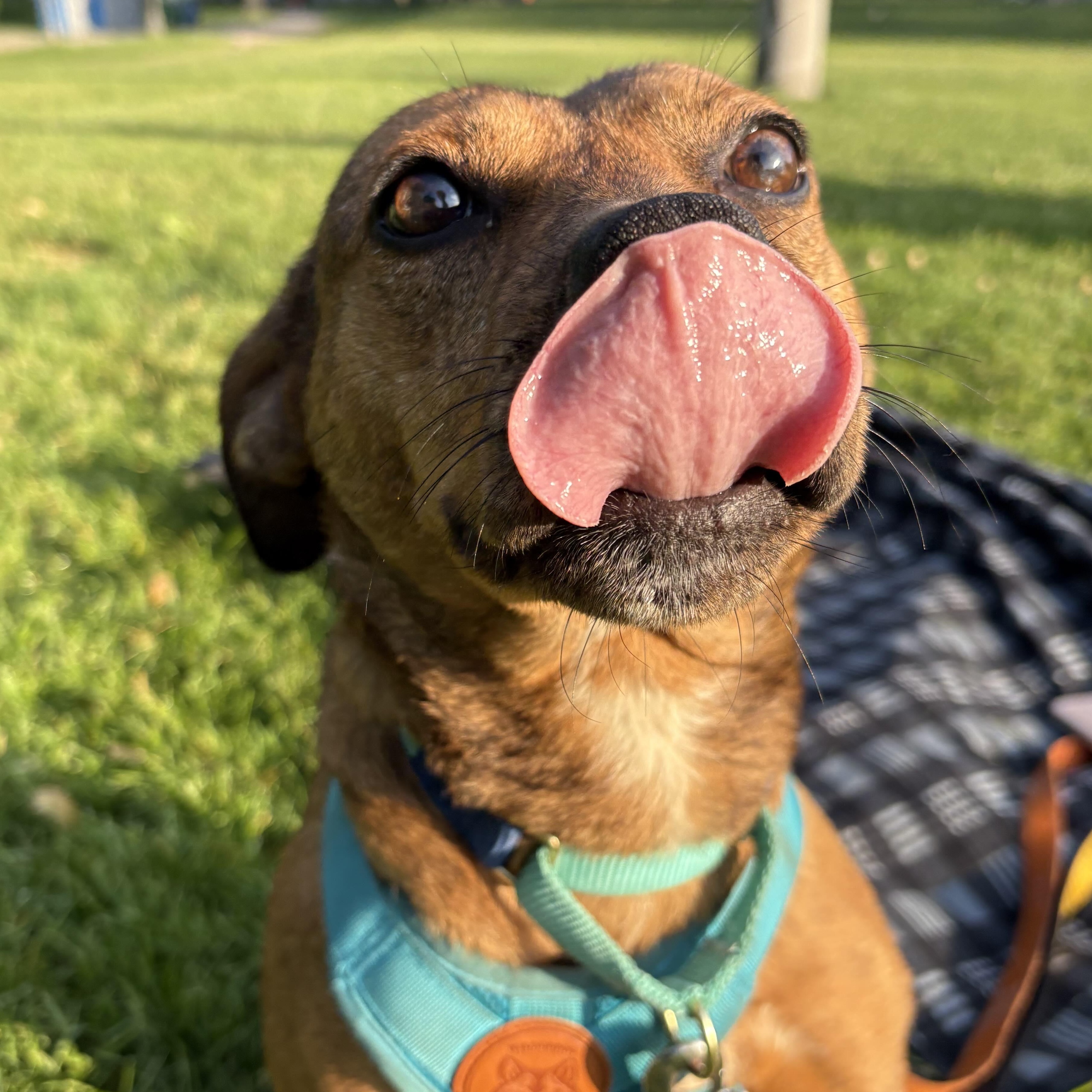 Phoenix, a Adoptable Mixed Breed in Toronto, ON image 3/6