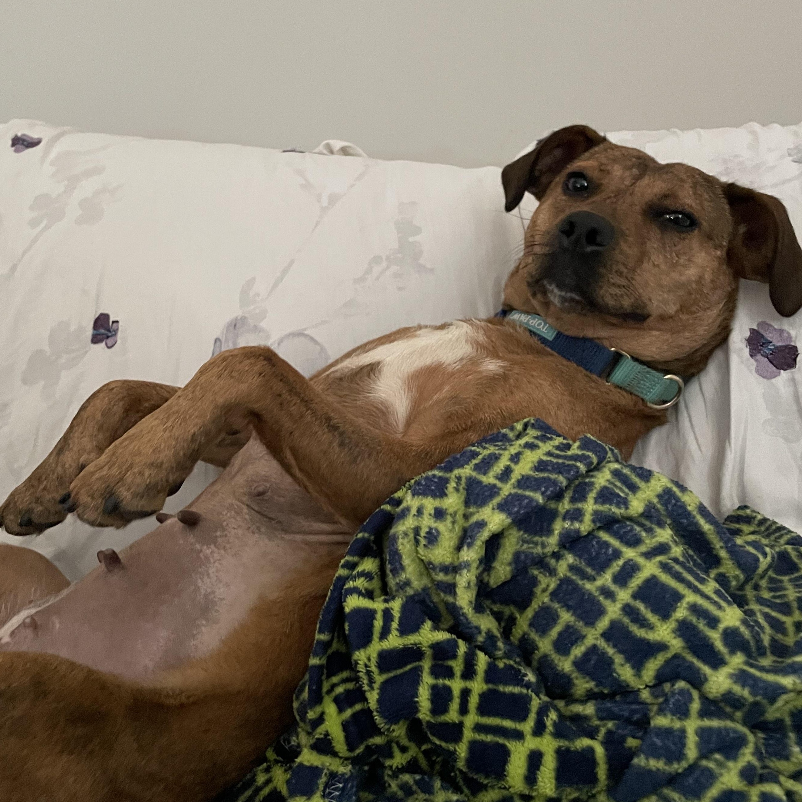 Phoenix, a Adoptable Mixed Breed in Toronto, ON image 2/6