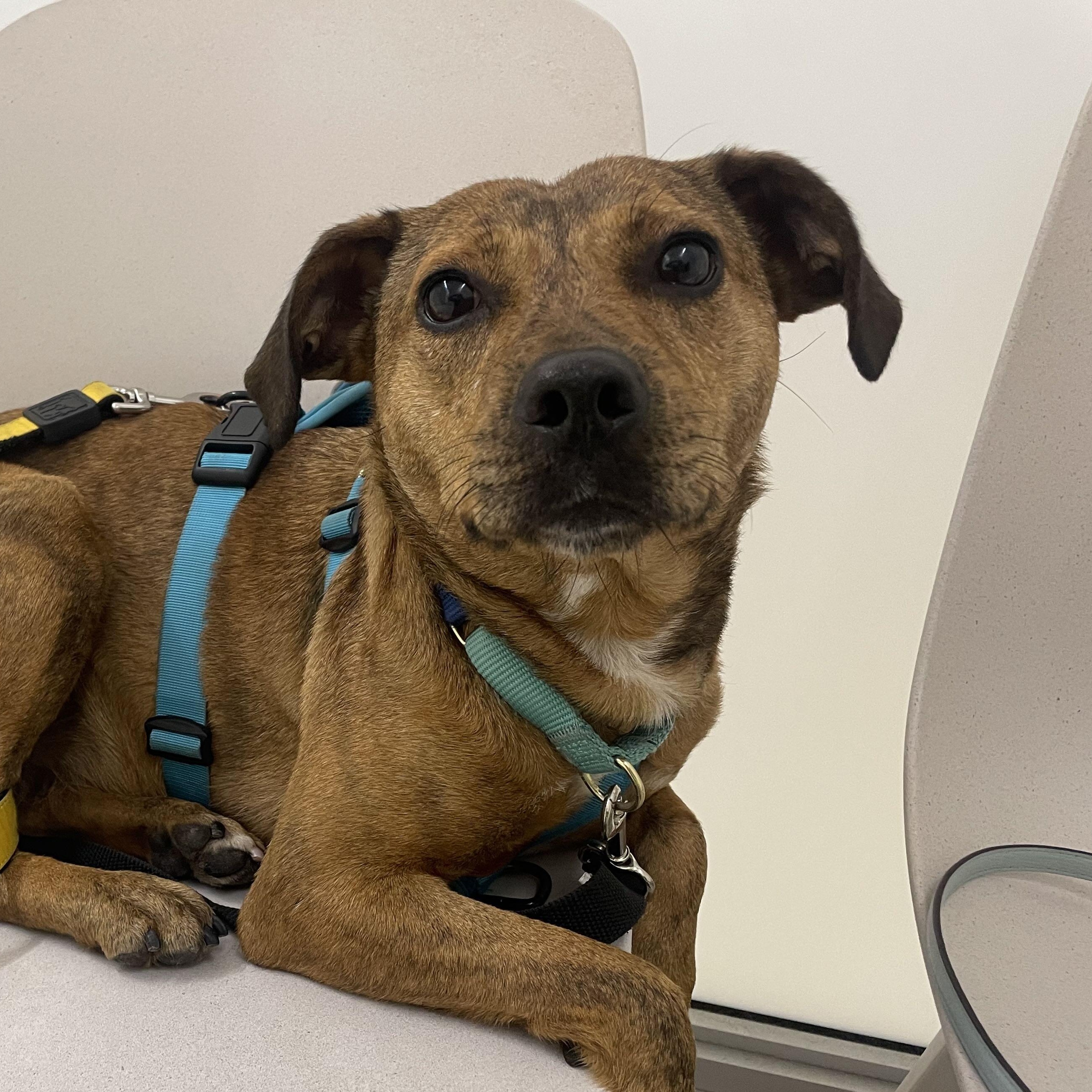 Phoenix, a Adoptable Mixed Breed in Toronto, ON image 1/6