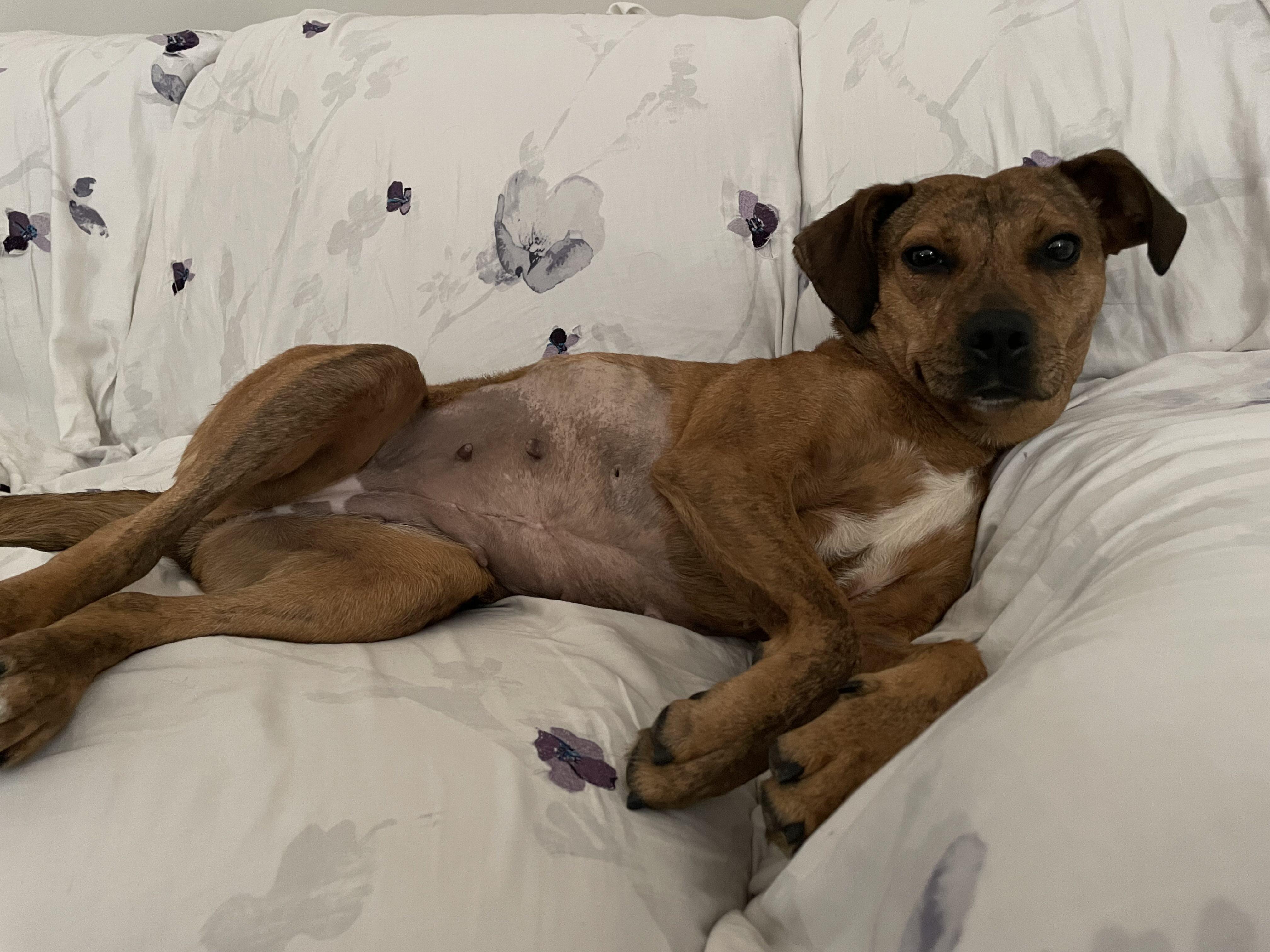 Phoenix, a Adoptable Mixed Breed in Toronto, ON image 5/6