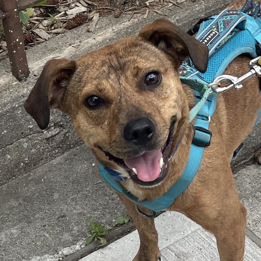 Phoenix, a Adoptable Mixed Breed in Toronto, ON image 4/6