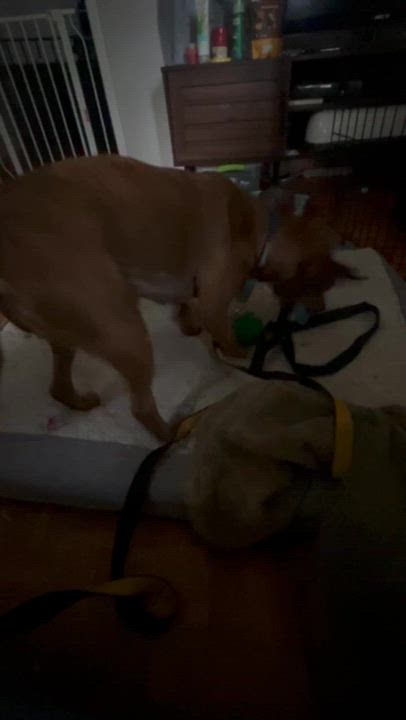 Enlarge Phoenix, a Adoptable Mixed Breed in Toronto, ON video 6/6
