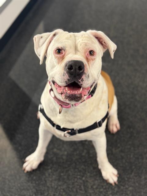 Enlarge PENNY, a Adoptable mixed breed in San Francisco, CA image 1/1