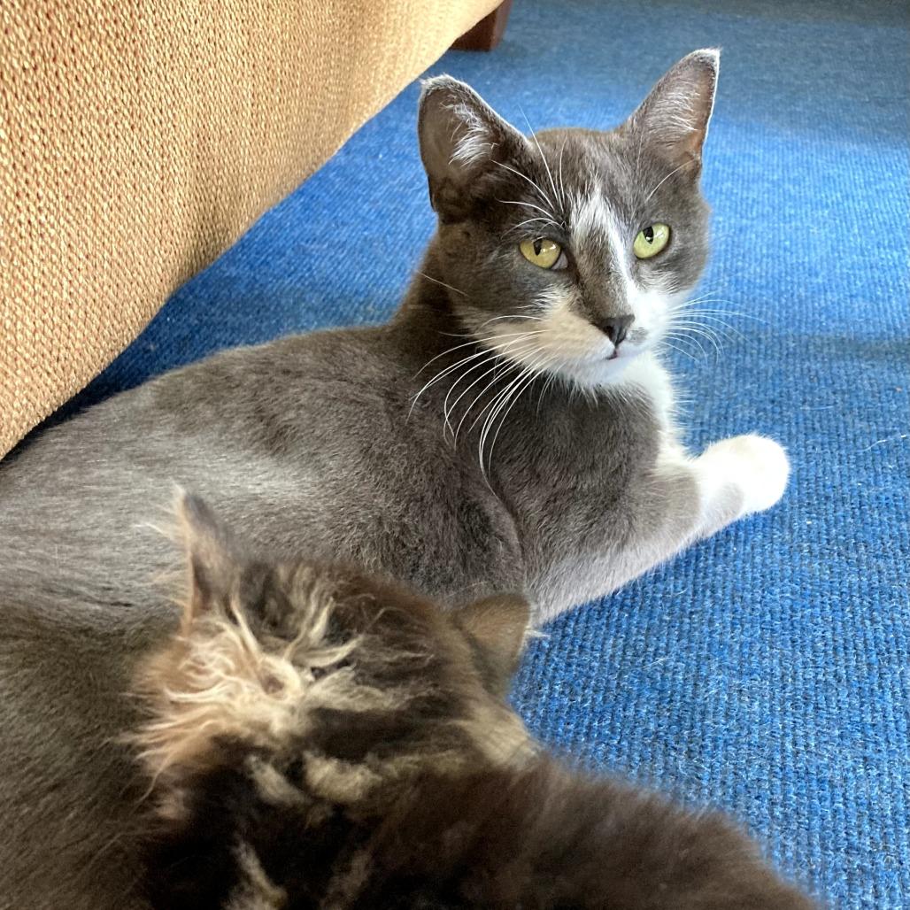 Enlarge Everlayne, a Adoptable mixed breed in Grand Rapids, MN image 1/6