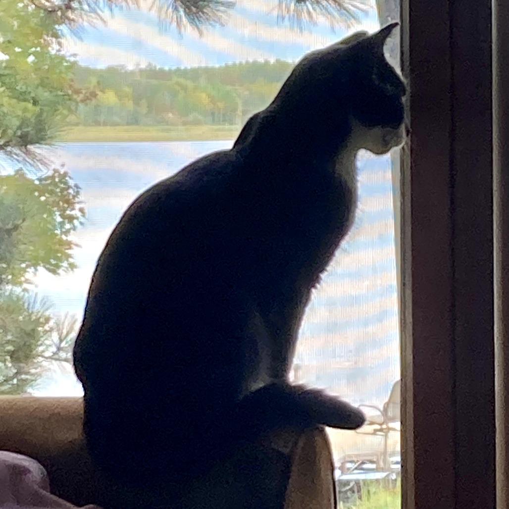 Enlarge Everlayne, a Adoptable mixed breed in Grand Rapids, MN image 2/6