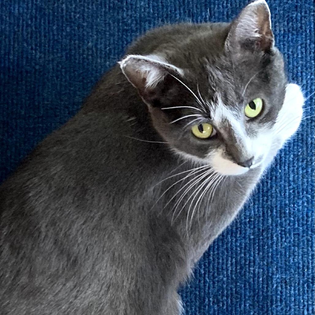 Enlarge Everlayne, a Adoptable mixed breed in Grand Rapids, MN image 3/6