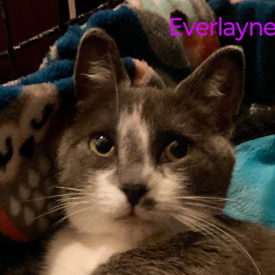 Enlarge Everlayne, a Adoptable mixed breed in Grand Rapids, MN image 1/1