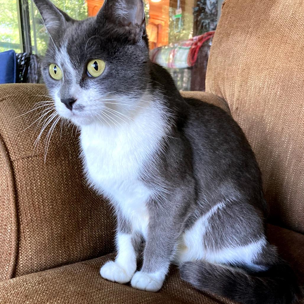 Everlayne, Adoptable, Adult Female Domestic Short Hair.